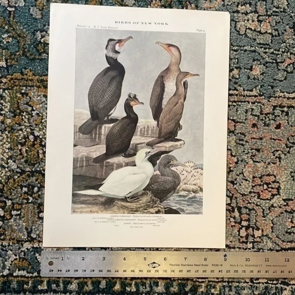 🖤5/$25 Antique Ornithological Bird Print Original 1913 vintage birds